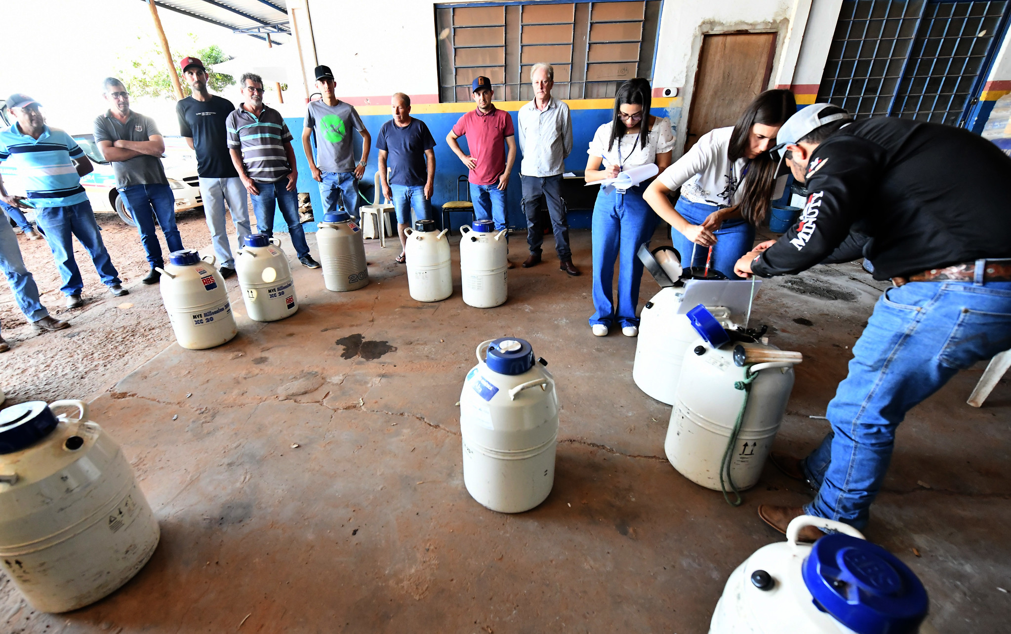 Secretaria de Agricultura de Umuarama distribui sêmen bovino para melhoramento genético do rebanho