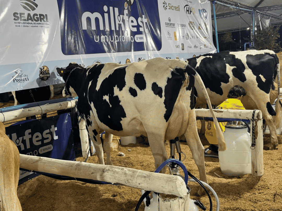 Produtores de Umuarama conquistam bons resultados no torneio leiteiro