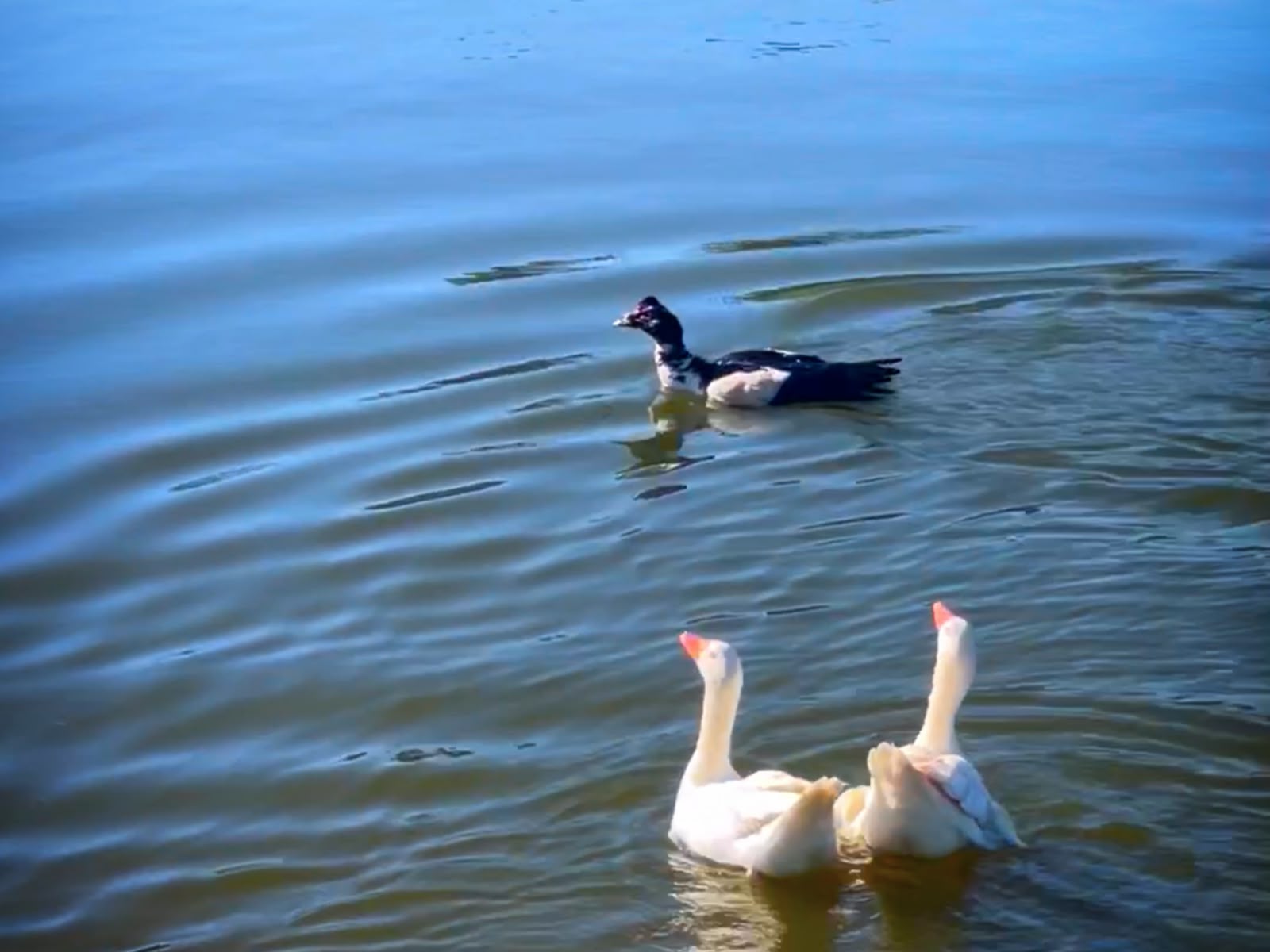 Jornal Ilustrado - Após ganhar pato em sorteio, garoto de 13 anos decide soltá-lo no Lago Aratimbó 