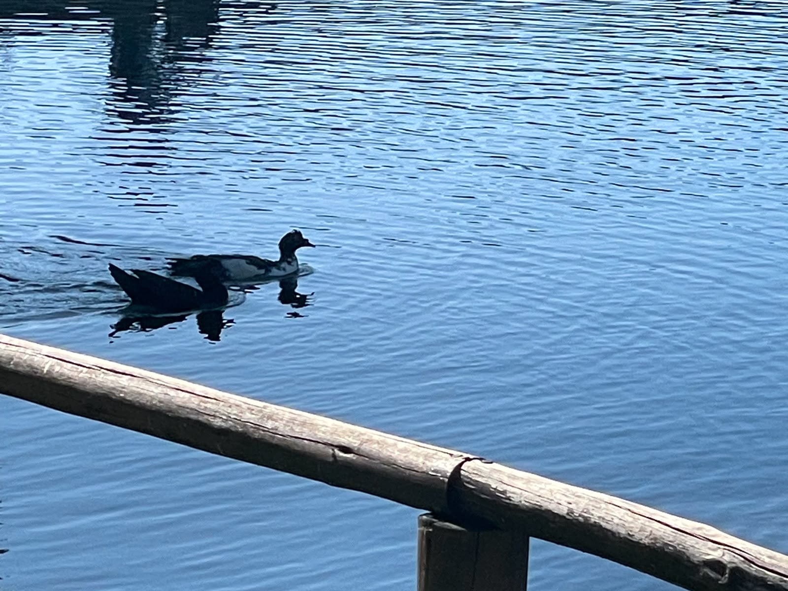 Jornal Ilustrado - Após ganhar pato em sorteio, garoto de 13 anos decide soltá-lo no Lago Aratimbó 