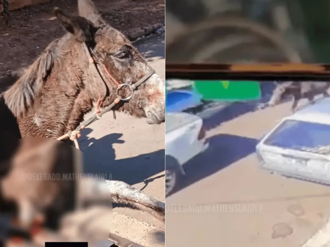 Idoso é multado por arrastar burro que precisou ser sacrificado em Umuarama