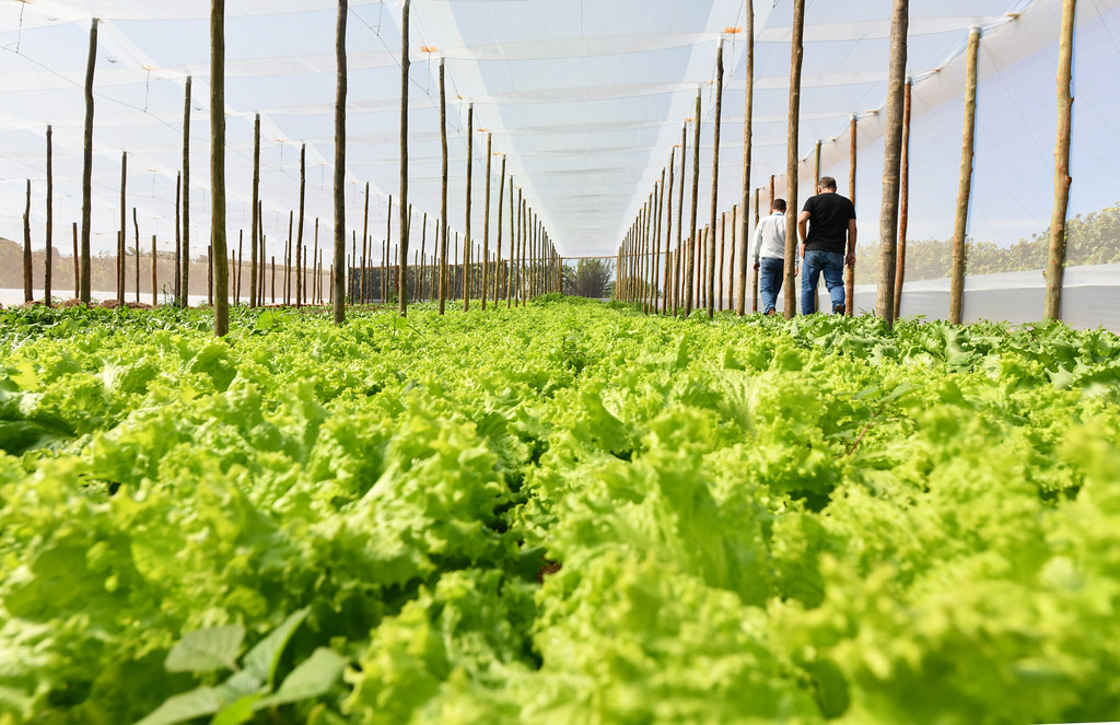 Produtores da Cooperu recebem certificação de produtos orgânicos em Umuarama