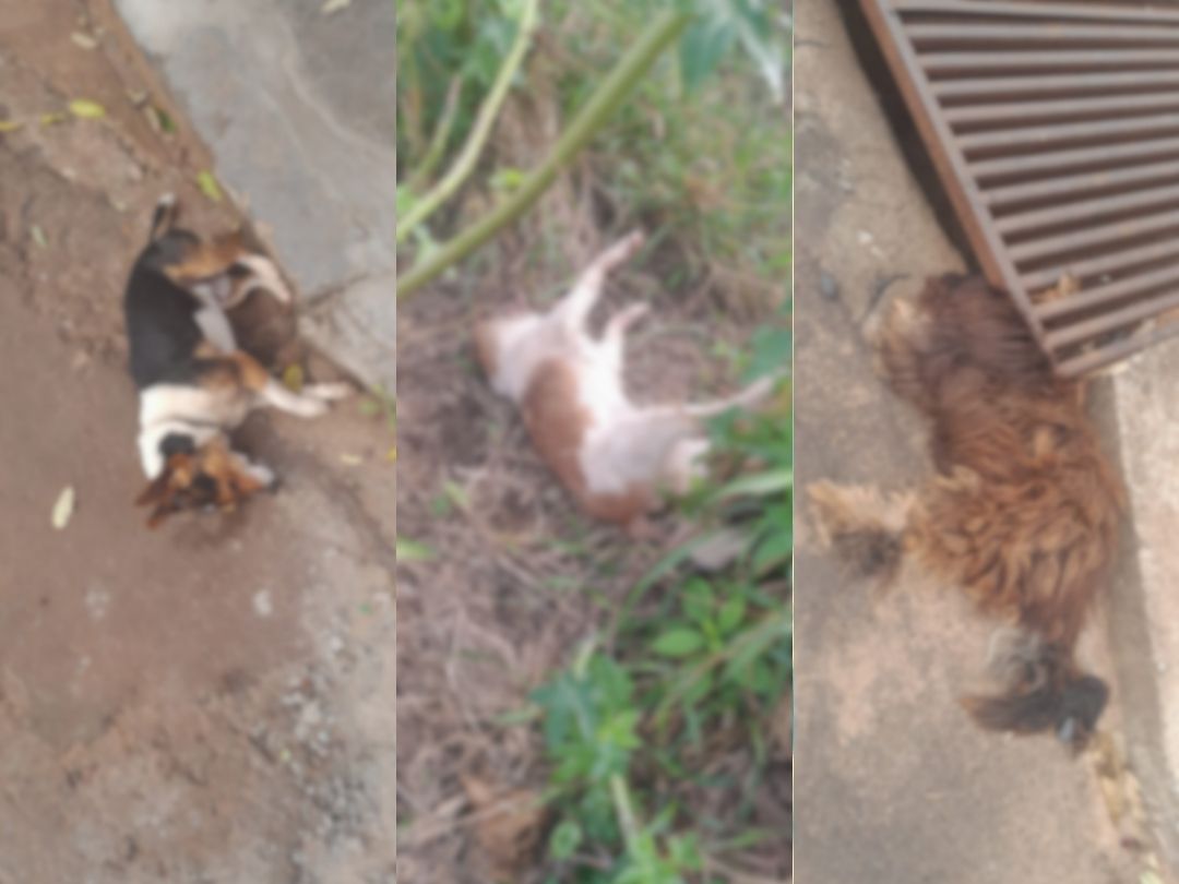 Jornal Ilustrado - O grande jornal do Noroeste do Paraná Jornal Ilustrado - Seis cães são encontrados mortos com suspeita de envenenamento em Alto Piquiri