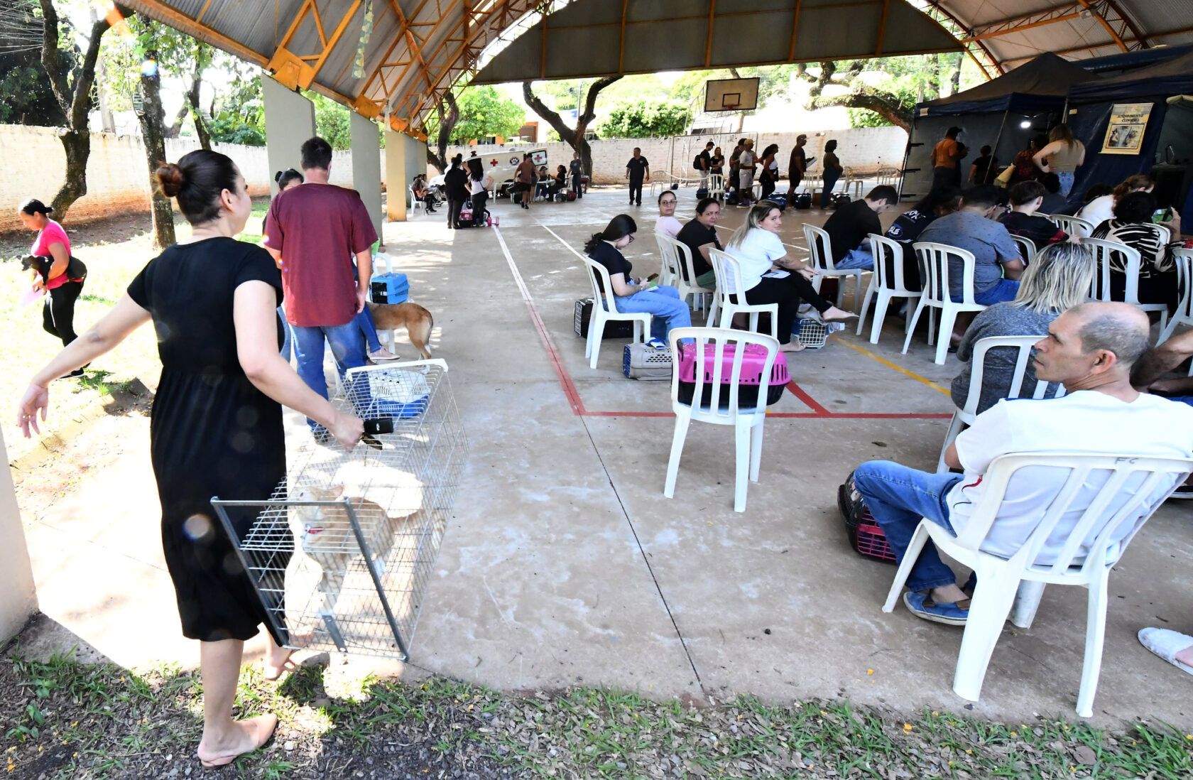 Castrapet realizou mais 245 castrações de animais em nova etapa em Umuarama