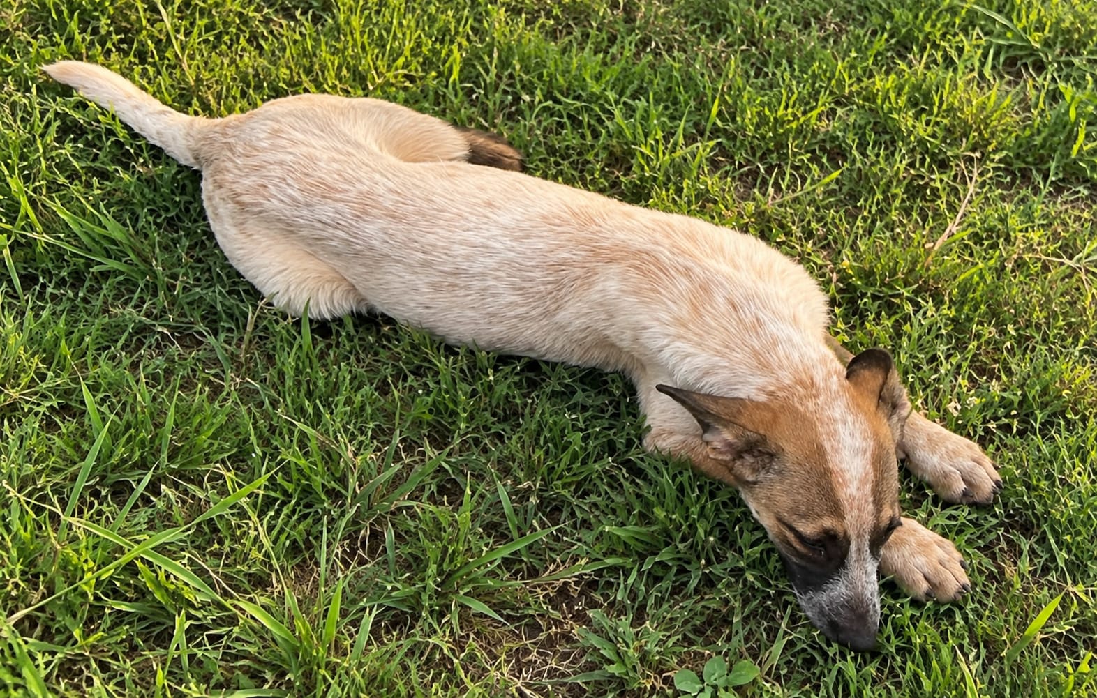 Filhote é encontrada sozinha no bairro Frienze e precisa de um lar