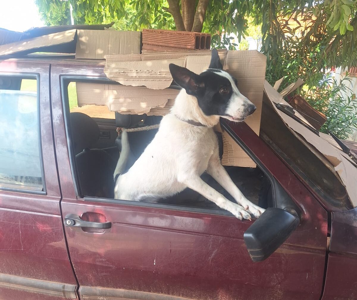 Jornal Ilustrado - O grande jornal do Noroeste do Paraná Jornal Ilustrado - Cão preso dentro de carro há 3 meses e outros 38 animais são resgatados no Noroeste