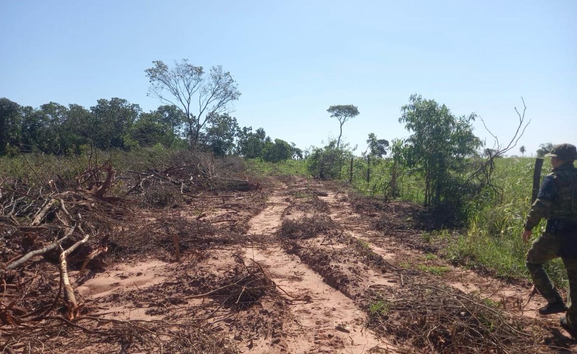 Proprietário é multado em meio milhão por desmate de mata atlântica na APA do Rio Paraná