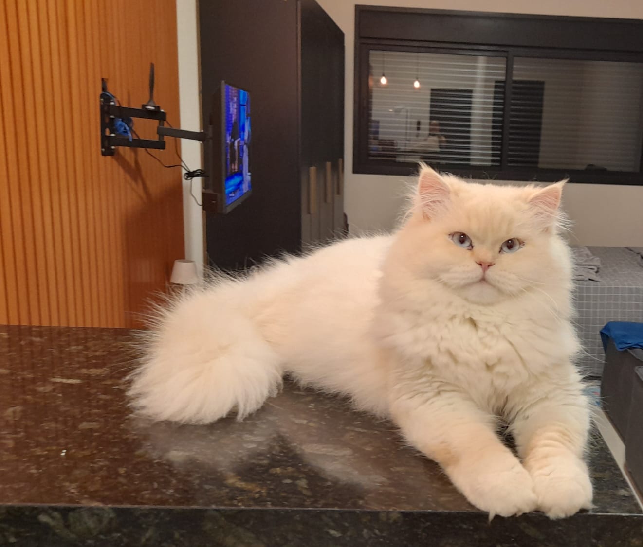 Gato desaparece após acidente na PR-323 e tutora pede ajuda para encontrá-lo