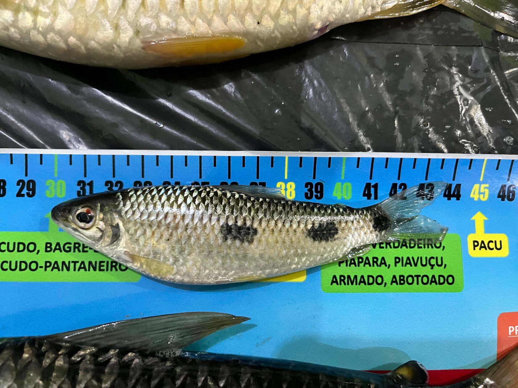 Jornal Ilustrado - Dois homens são presos por pesca irregular em área de conservação federal no Rio Paraná