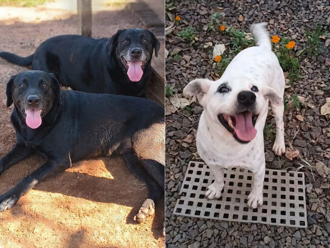 Três cães resgatados de situações de maus-tratos aguardam por um novo lar em Umuarama