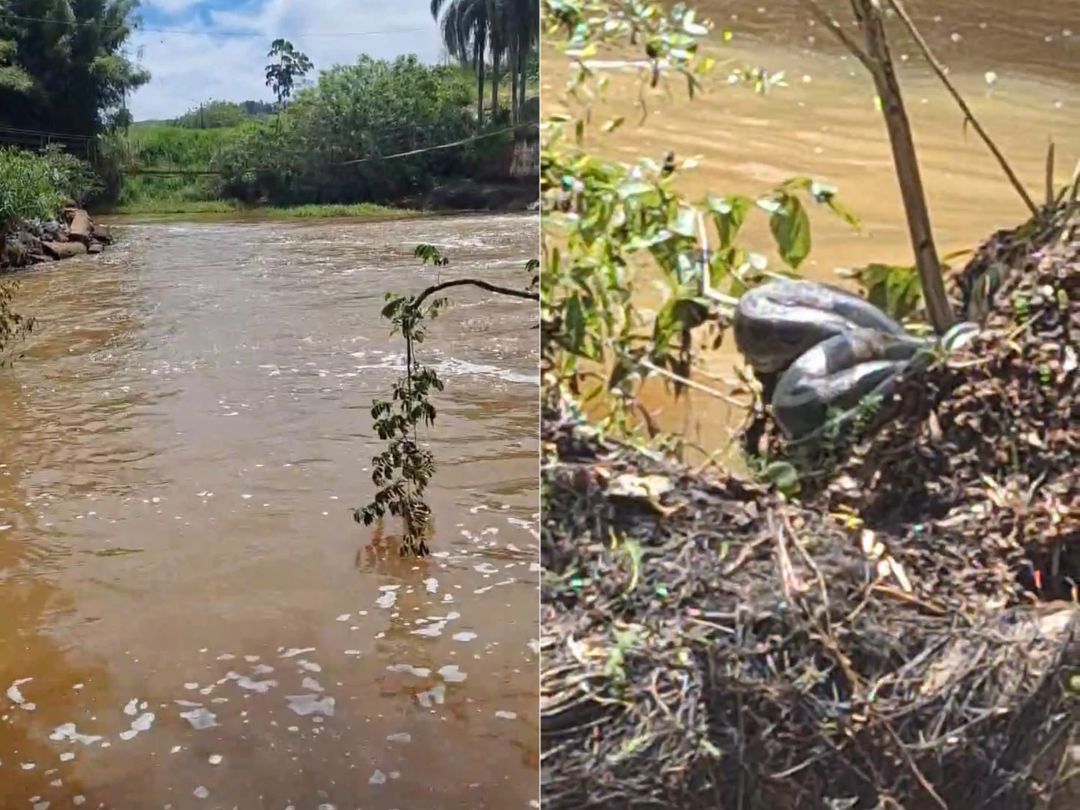 Jornal Ilustrado - Sucuri de grande porte é flagrada descansando na cachoeira do Rio Xambrê; VEJA O VÍDEO